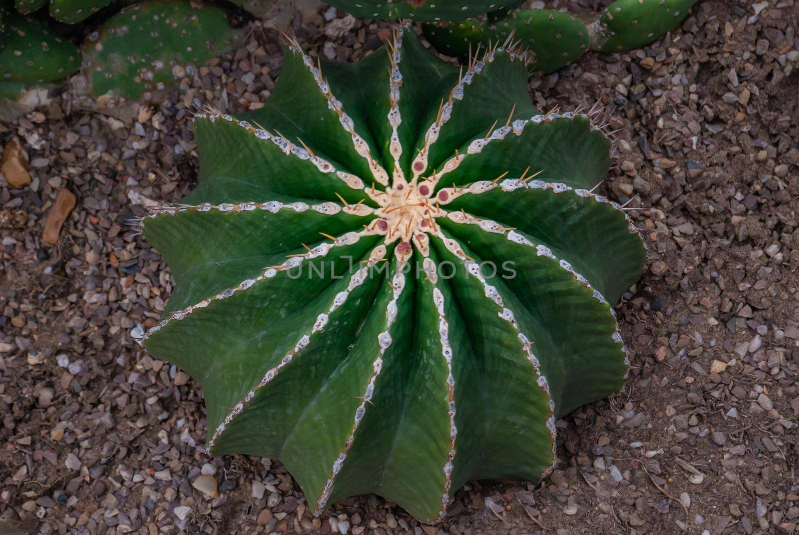 Flowering Ferocactus schwarzii cactus in the botanical garden, Arid Plants.