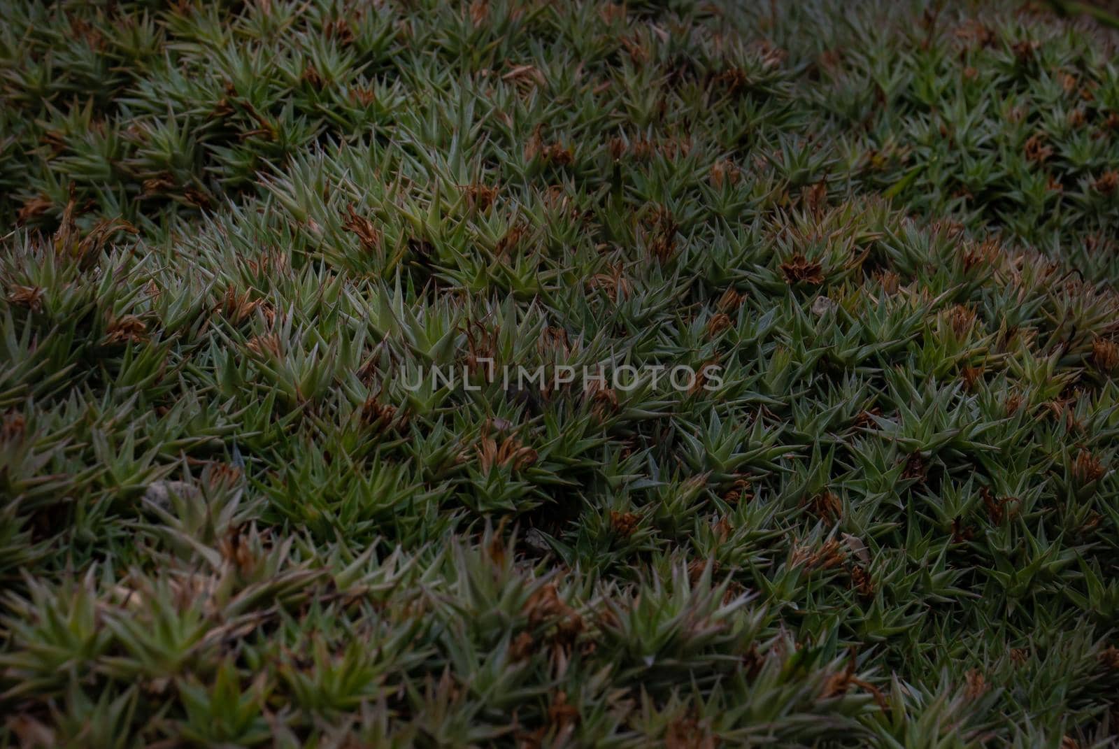 Green background of Abromeitiella lorentziana - Deuterocohnia lorentziana. in the botanical garden.