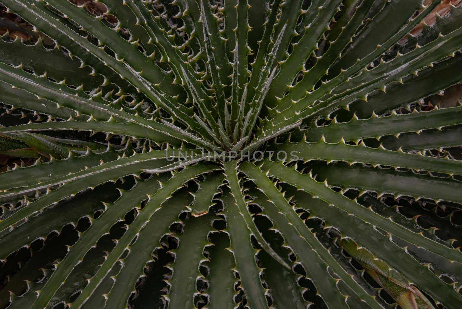 Close up of Guapilla (Hechtia argentea) native succulent plant of Hechtia texensis originally from Mexico, Green Latin American shrub with long spiky leaves as a background image.