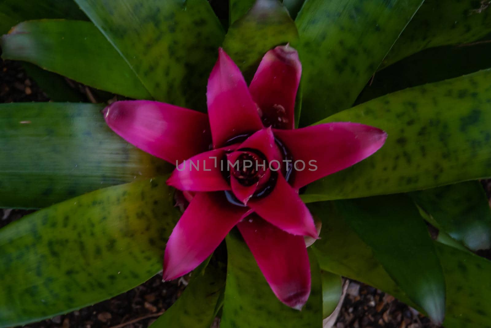 Beautiful red flower of Nidularium rutilans full bloom grown in a botanic garden view from above.