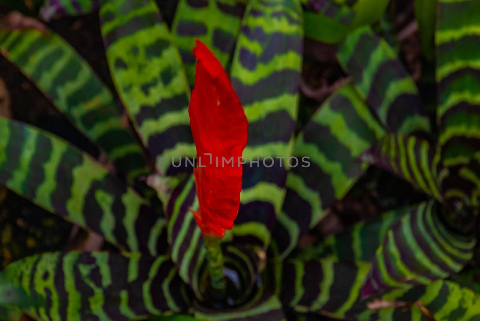 Aechmea zebrina (Bromeliaceae) full bloom grown in a botanic garden.