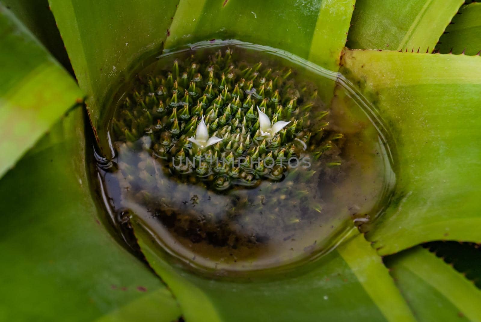 Close-up of The plant of bromelia featuring bromeliaceae full bloom grown in a botanic garden. The botanical family of bromelia is bromeliaceae.