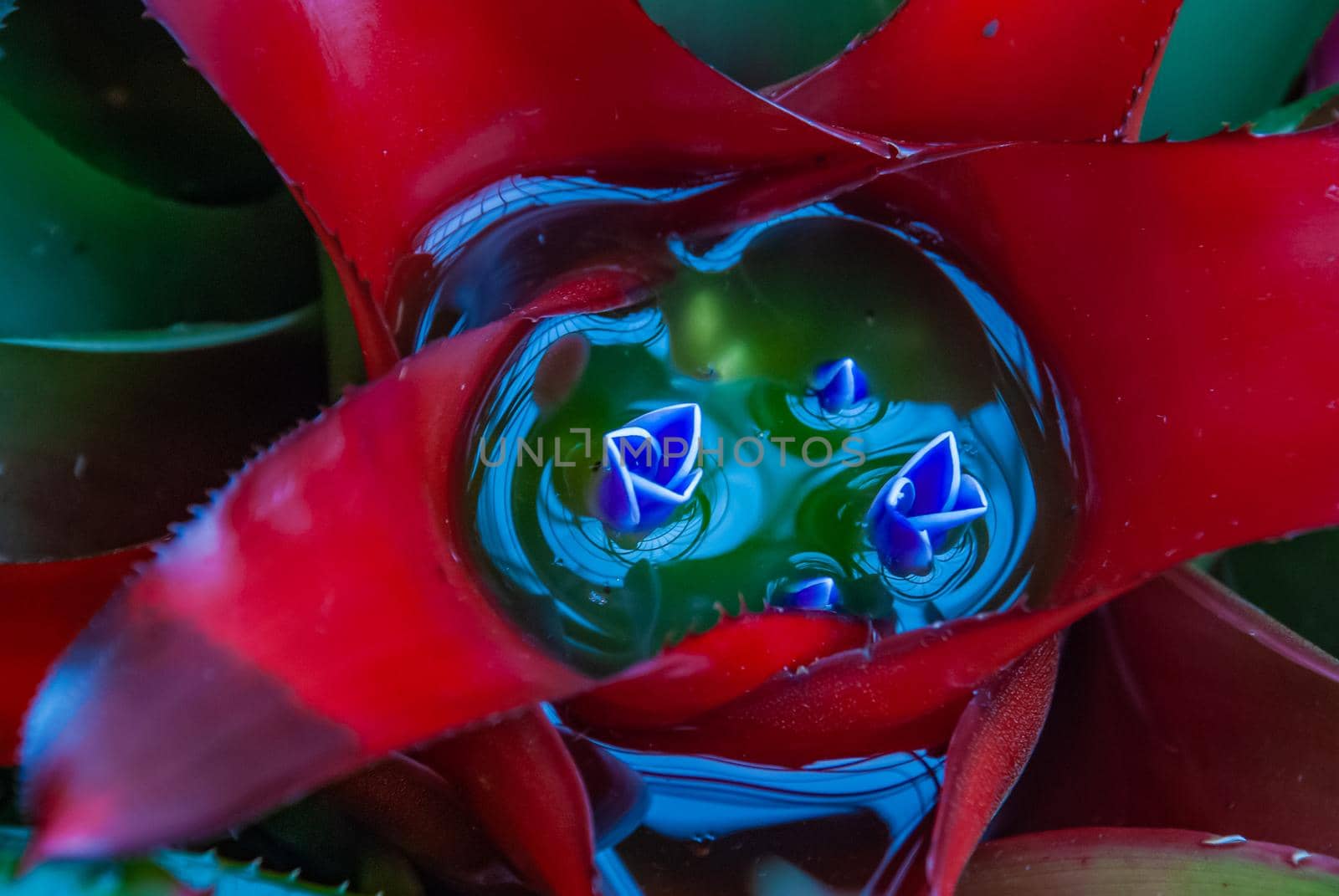 Close-up of beautiful red flower of Neoregelia carolinae full bloom grown in a botanic garden.