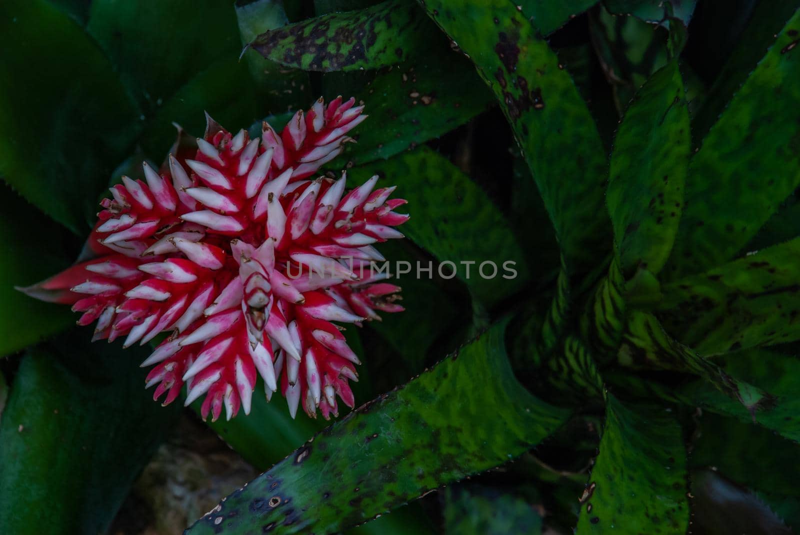 Beautiful red and white flowers full bloom grown in a botanic garden.