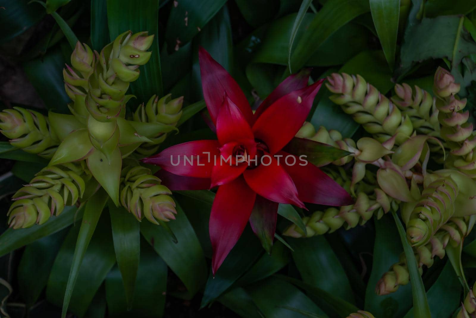 Beautiful red flower of Nidularium billbergioides full bloom grown in a botanic garden.