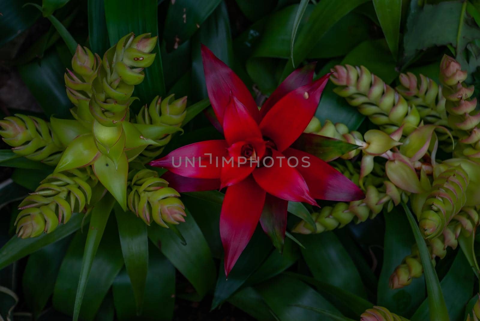 Beautiful red flower of Nidularium billbergioides full bloom grown in a botanic garden.