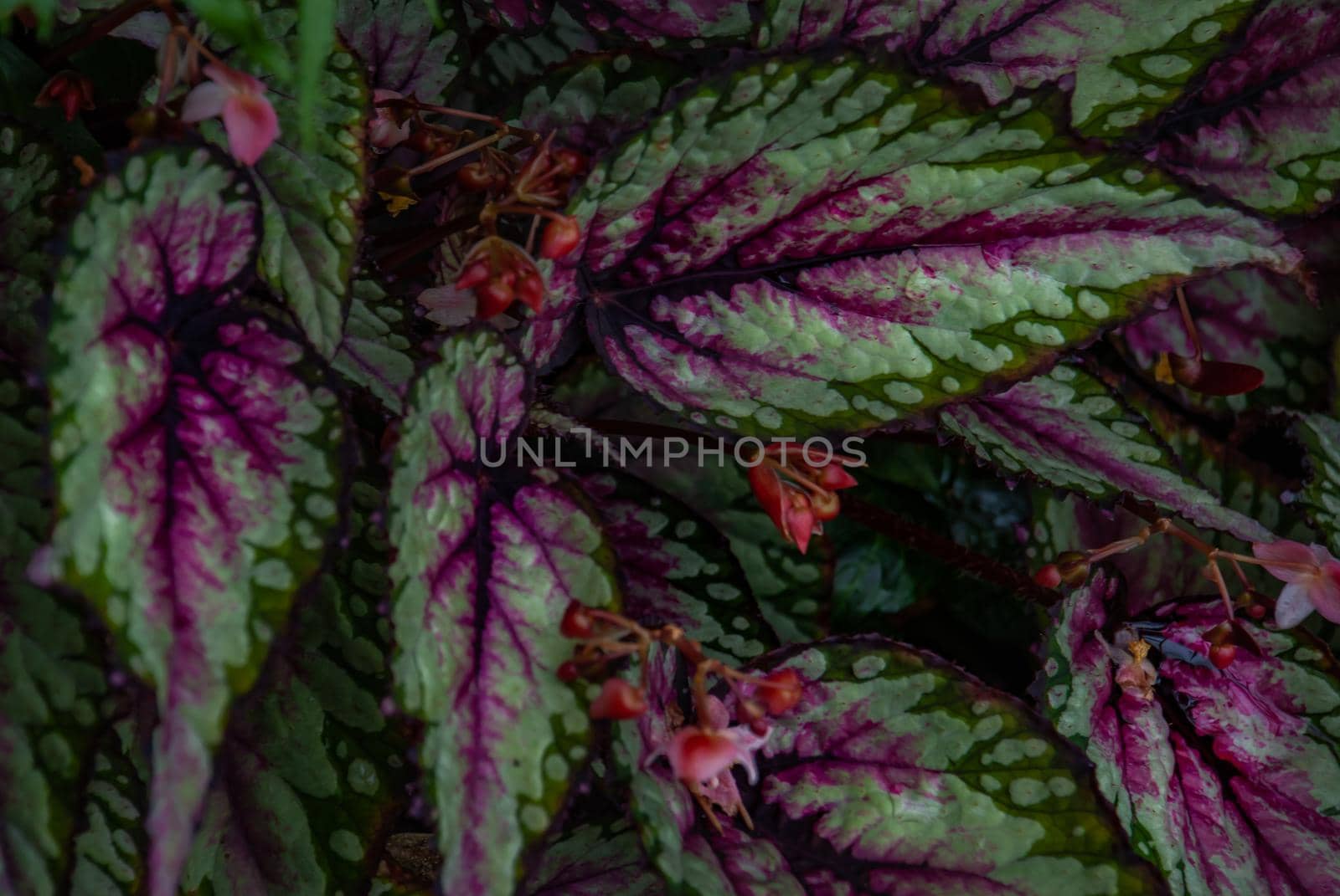 Beautiful Caladium family tree full bloom grown in a botanic garden.