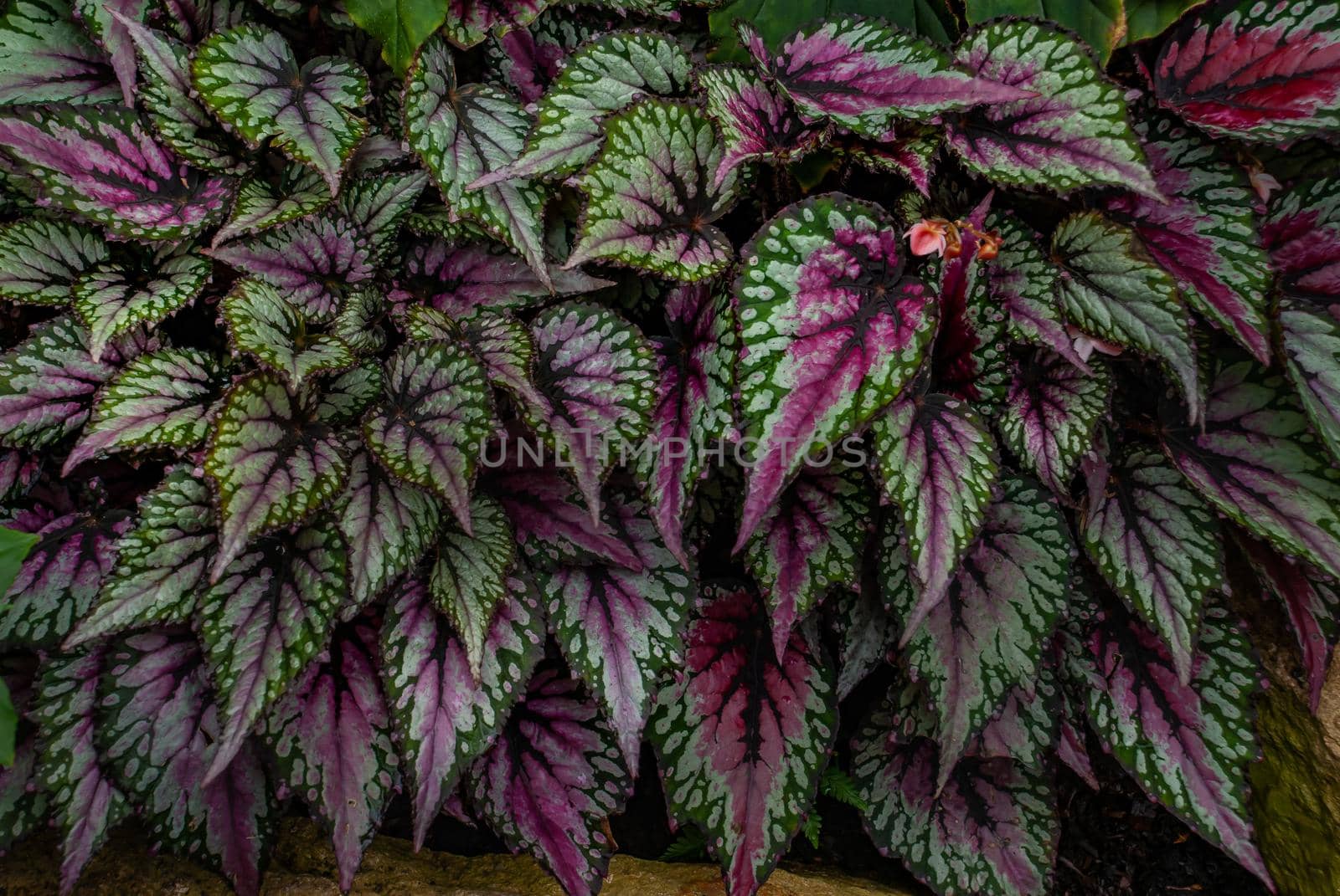 Beautiful Caladium family tree full bloom grown in a botanic garden.