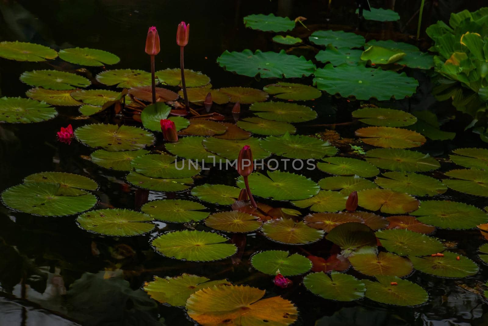 Lotus flowers leaves petals on still tranquil pond, Natural background.
