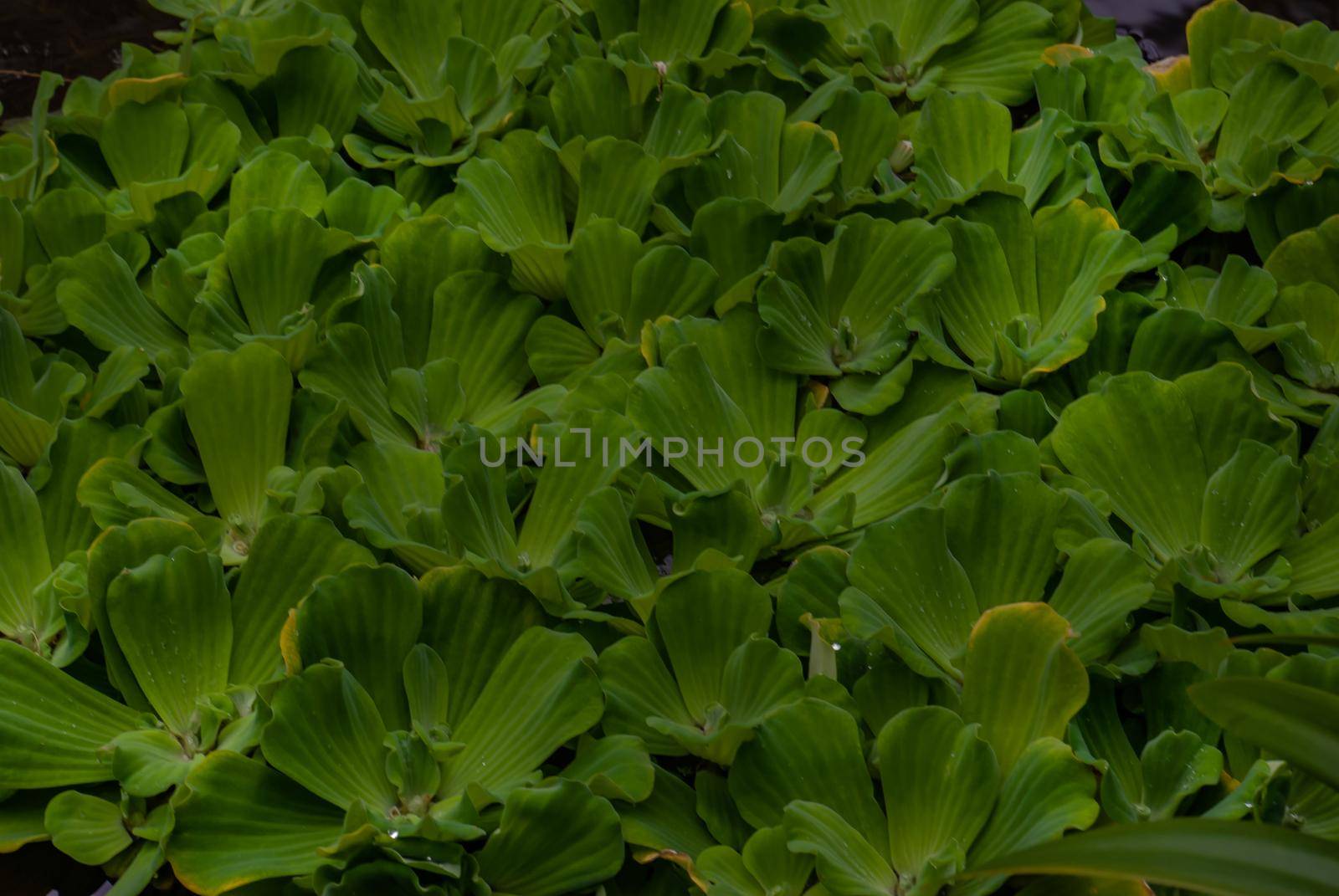 Pistia is a genus of aquatic plant in the arum family, Araceae. The single species it comprises, Pistia stratiotes, is often called water cabbage, water lettuce, Nile cabbage, or shellflower.