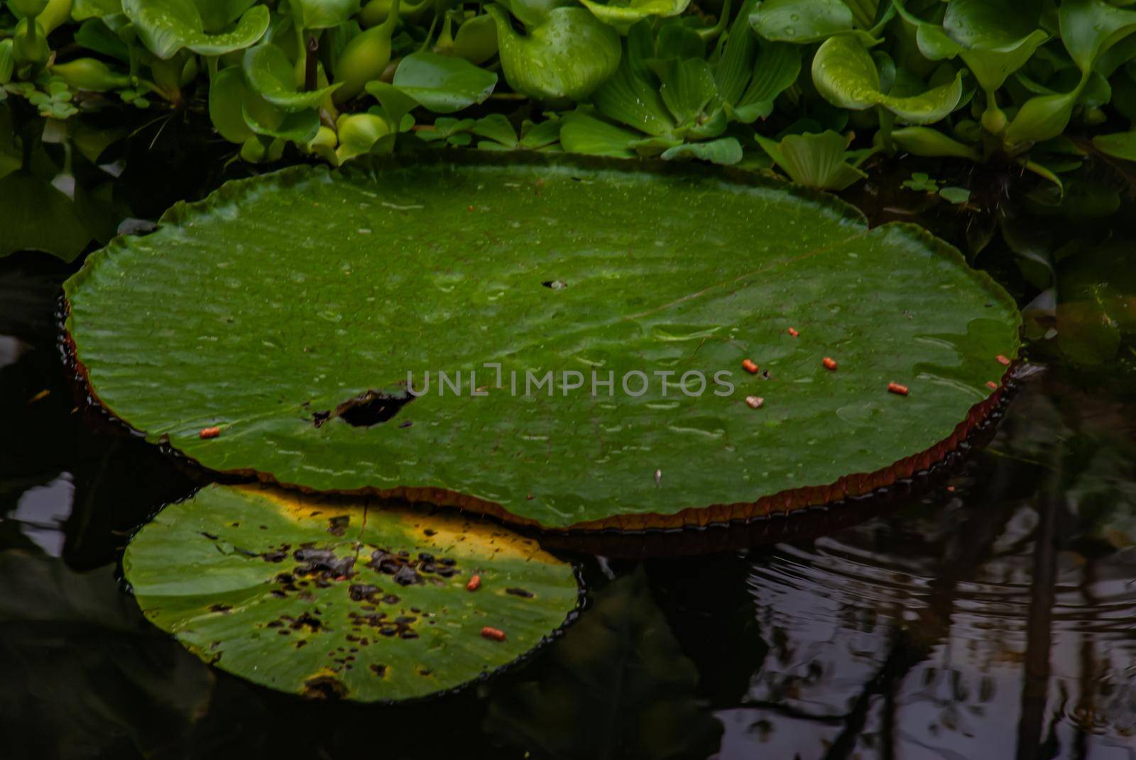Huge water lilly in a pond at Kew Gardens (Royal Botanic Gardens). London