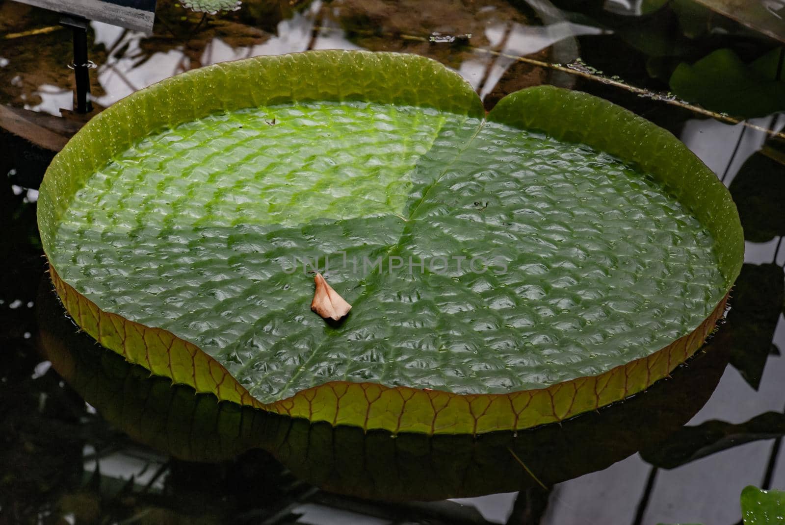 Floating curvy leaves of Victoria cruziana (Santa Cruz water lily, water platter, yrupe, Victoria argentina) tropical flowering plant in a pool of botanical garden.