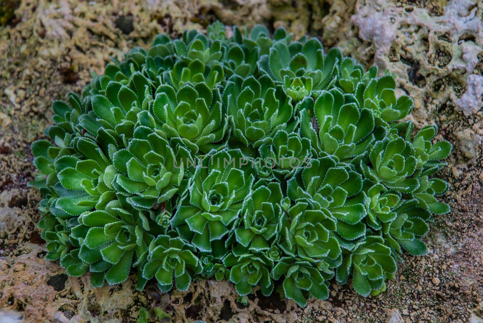 Saxifraga paniculata; alpine saxifrage, White Mountain saxifrage; stonecrop pattern growing in a botanic garden.