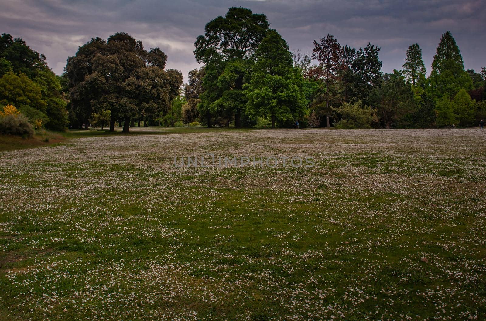 Big green trees with beautiful nature, Landscape of green environment.