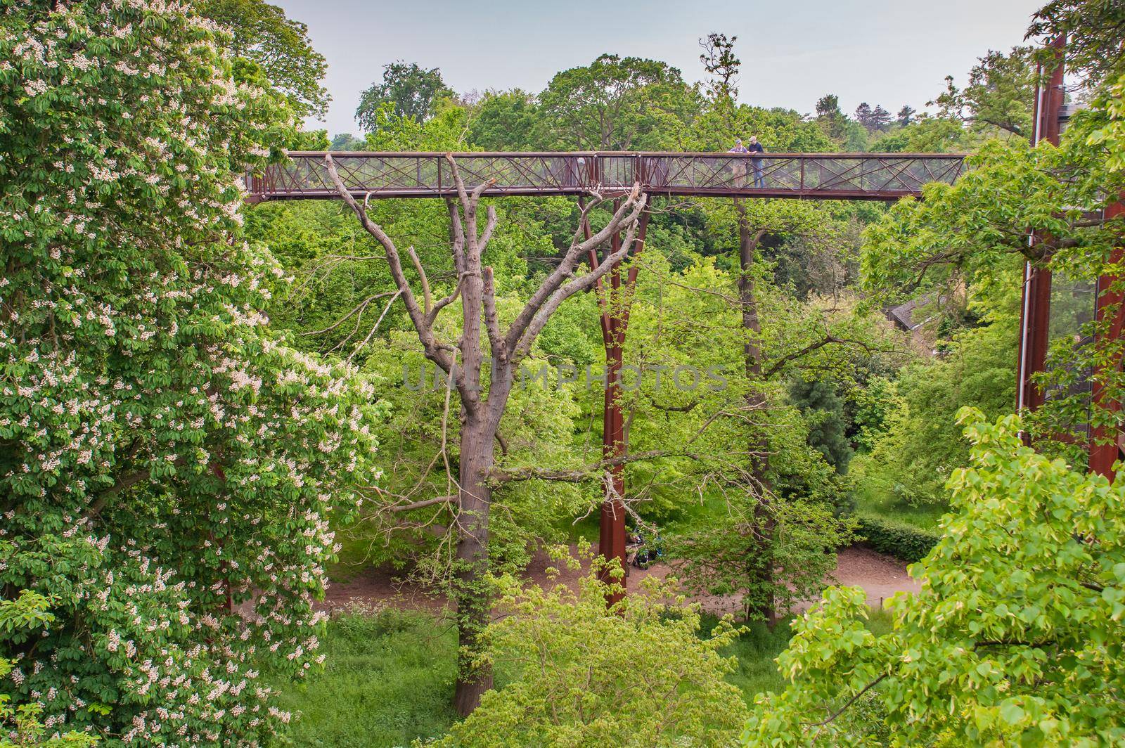 London, UK - Apr 9, 2019 : Structure of the treetop walkway bridge through surrounded by big trees at Kew, Royal Botanic Gardens.