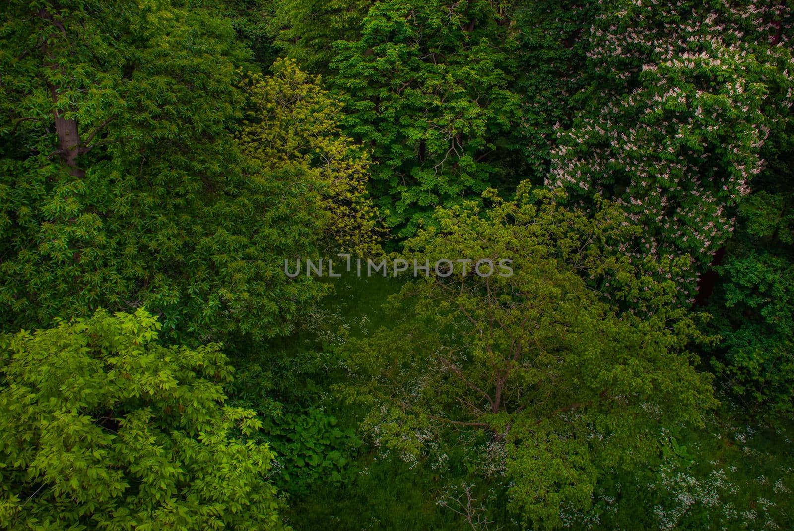 Beautiful of large trees forest in spring, High angle view