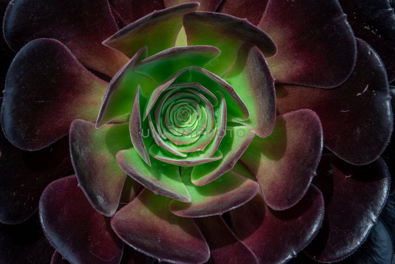 Close-up of Beautiful Aeonium arboreum, Black Aeonium at a botanical garden in spring season, or Irish rose. Top view.
