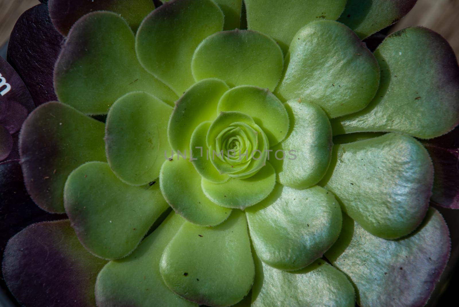 A close-up of Beautiful Aeonium arboreum, Black Aeonium at a botanical garden in spring season, or Irish rose. Top view.
