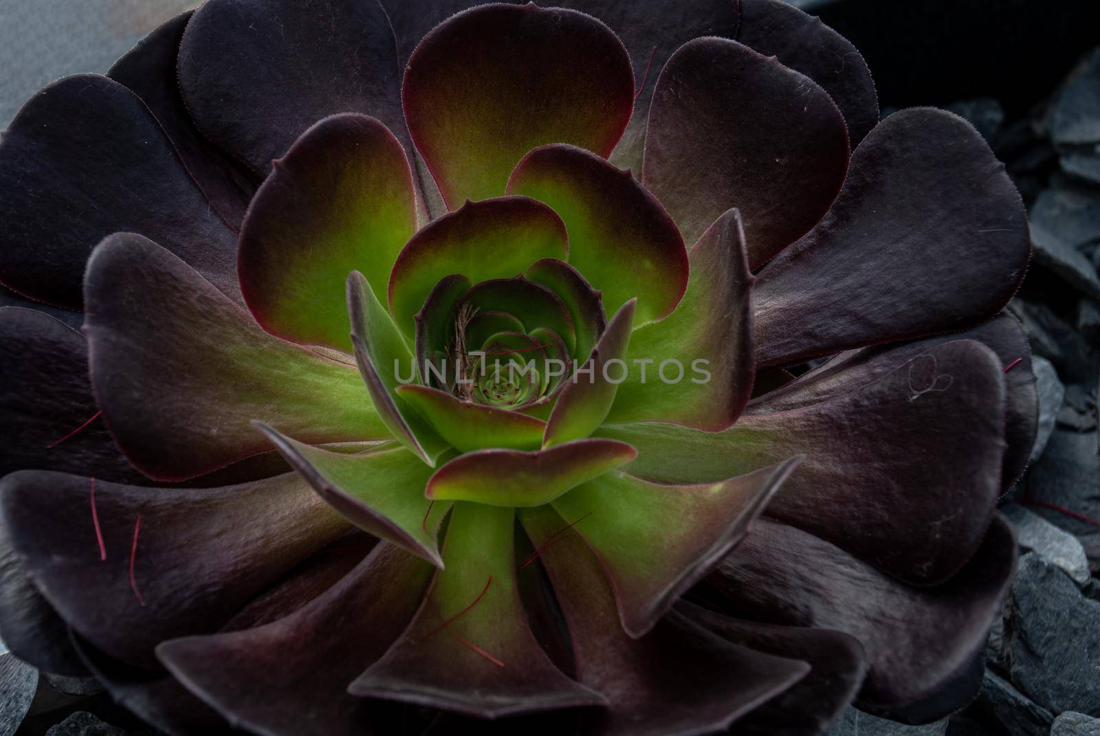 Close-up of Beautiful Aeonium arboreum, Black Aeonium at a botanical garden in spring season, or Irish rose. Top view.