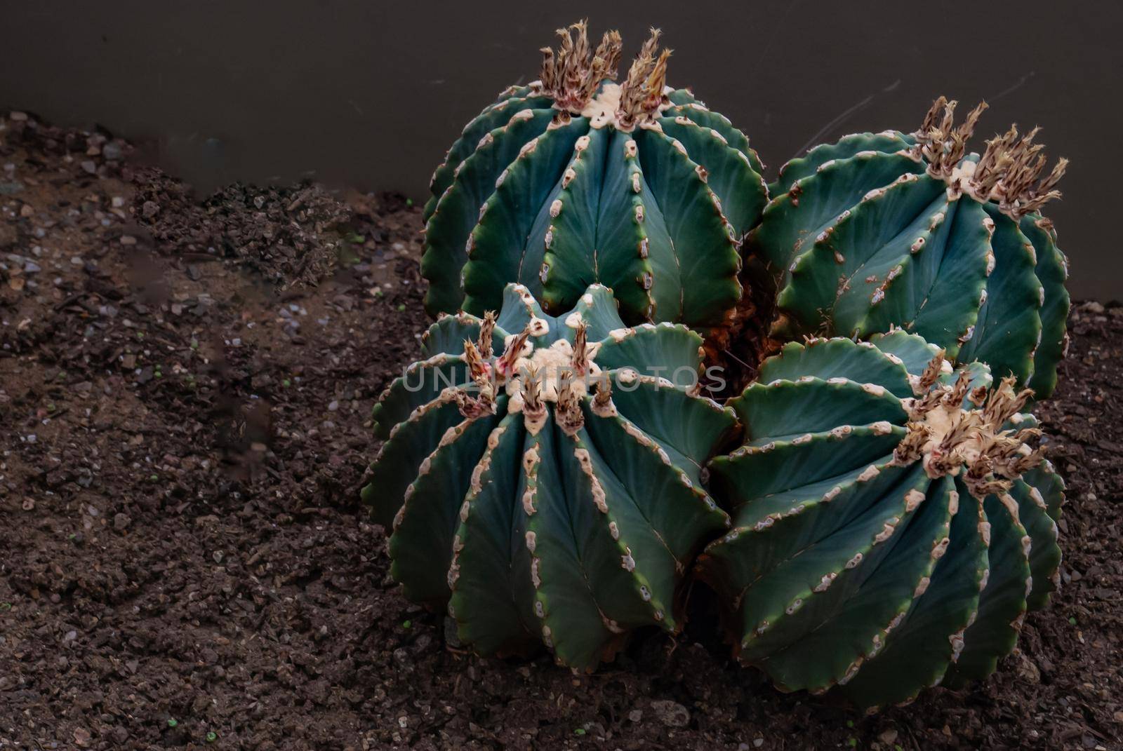 Ferocactus glaucescens or chenille succulent plant in the botanical garden. Nature abstract background. Arid Plants.