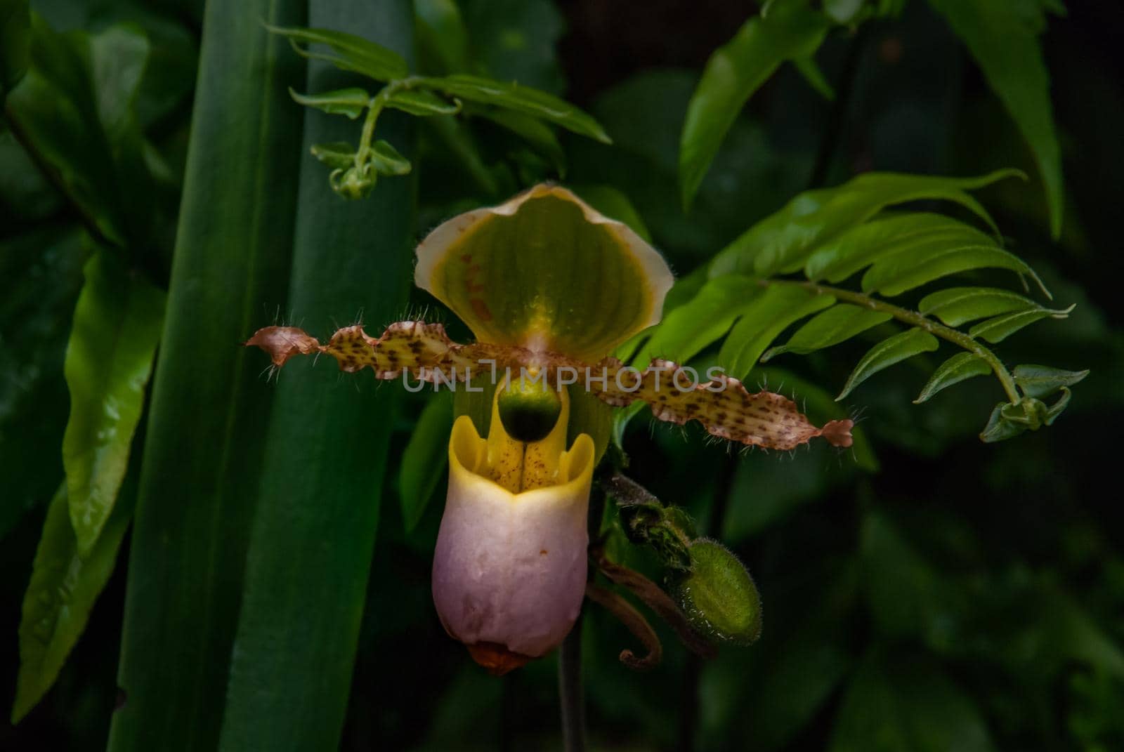 Orchid Paphiopedilum hybrid. Breeding of orchids. Natural background.