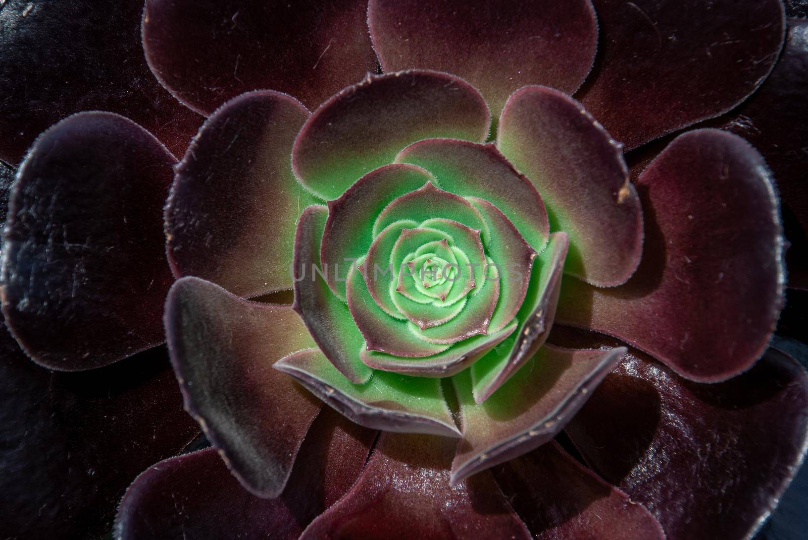 A close-up of Beautiful Aeonium arboreum, Black Aeonium at a botanical garden in spring season, or Irish rose. Top view.