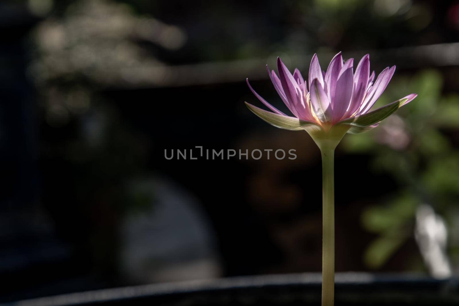 The lotus flower blooms at the pond with green leaves.on the back there is a light Purple lotus flower, copy space.