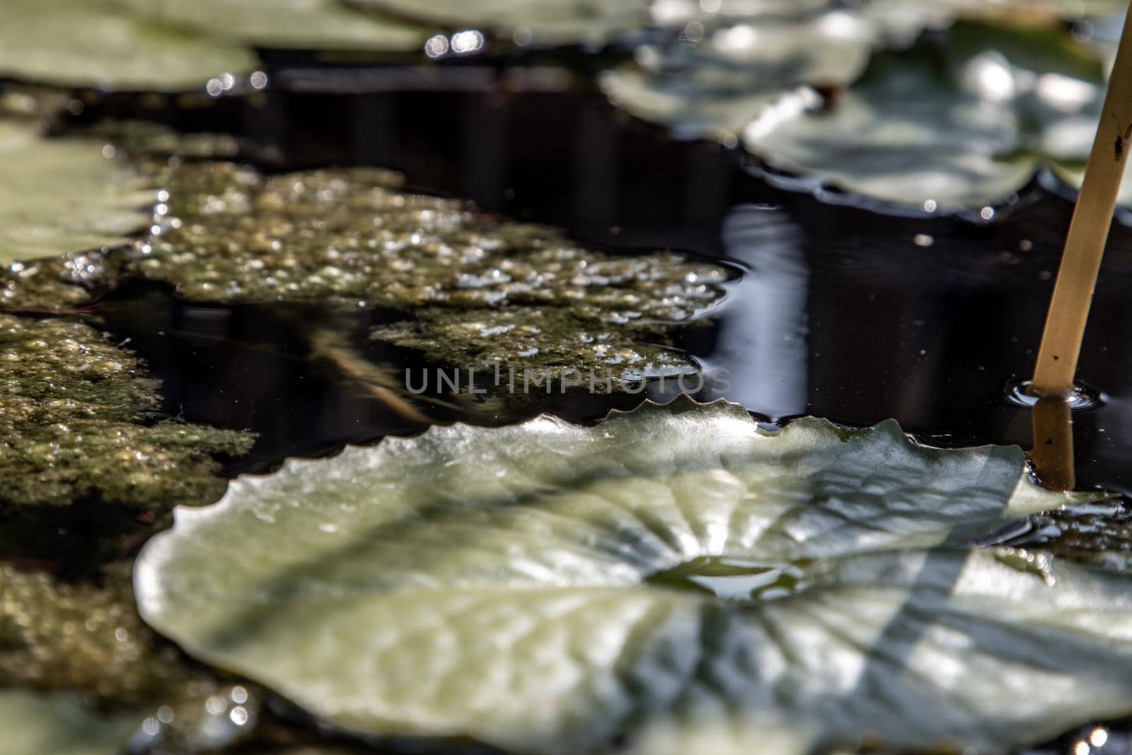 Floral background on green lotus leaves in a dark pond, Natural exotic background.