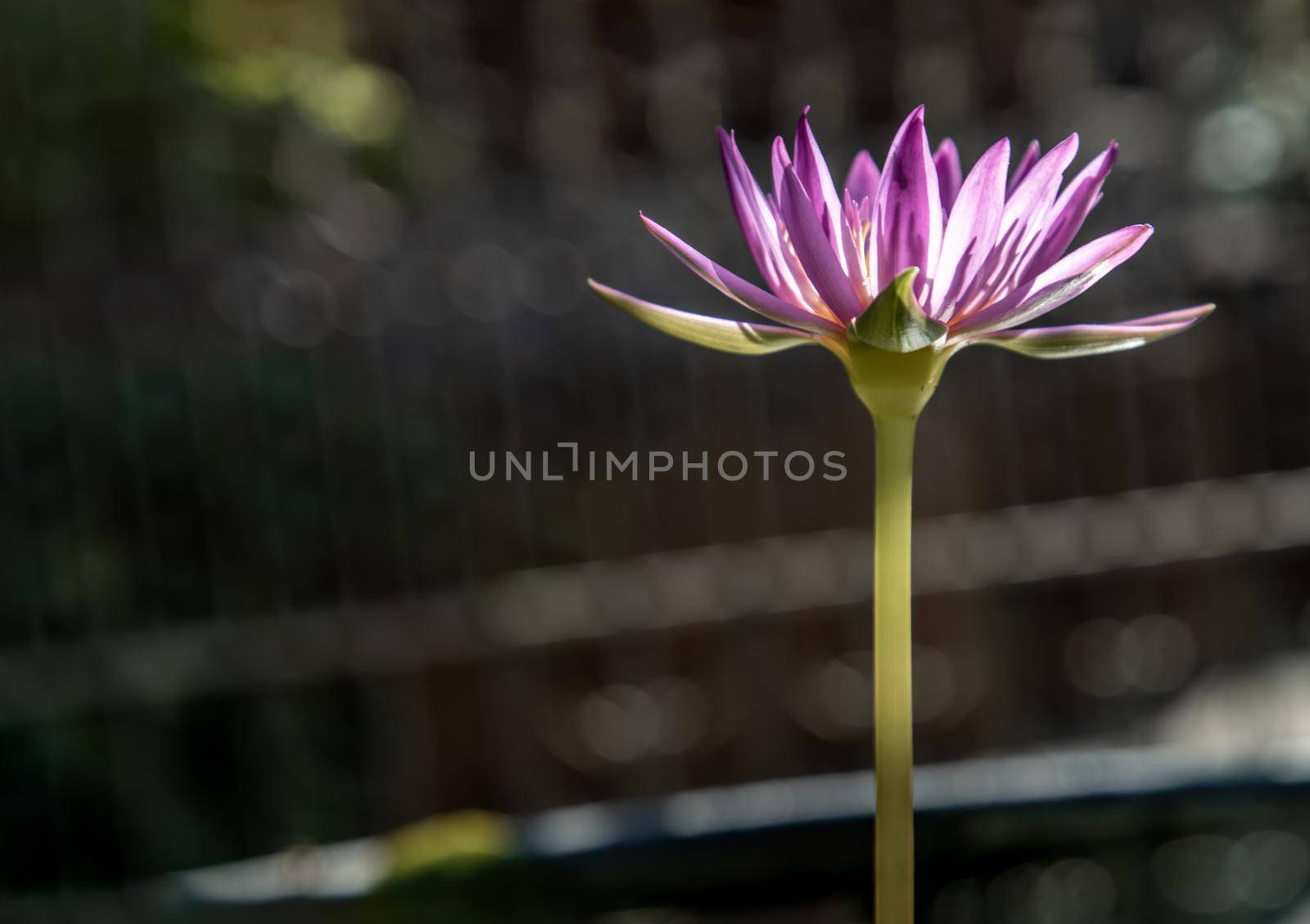 The lotus flower blooms at the pond with green leaves.on the back there is a light Purple lotus flower, copy space.