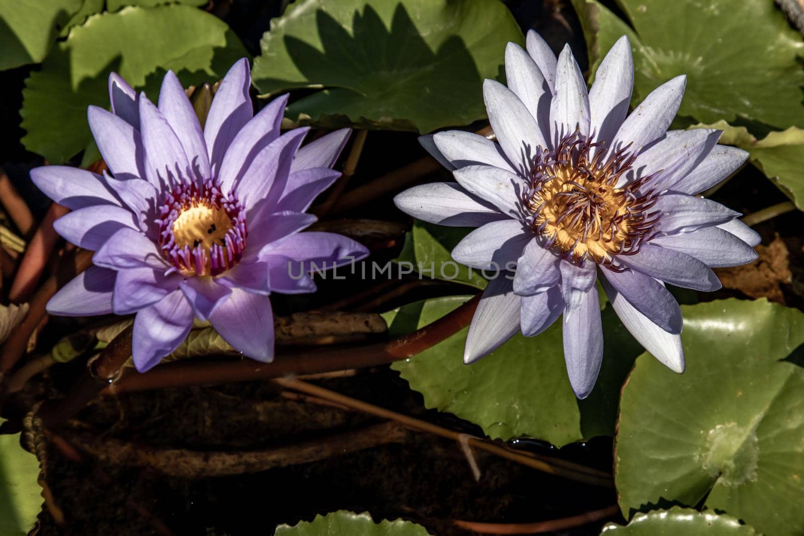 Blooming light purple fancy waterlily or lotus flower with a little bees and flys inside of lotus, copy space.