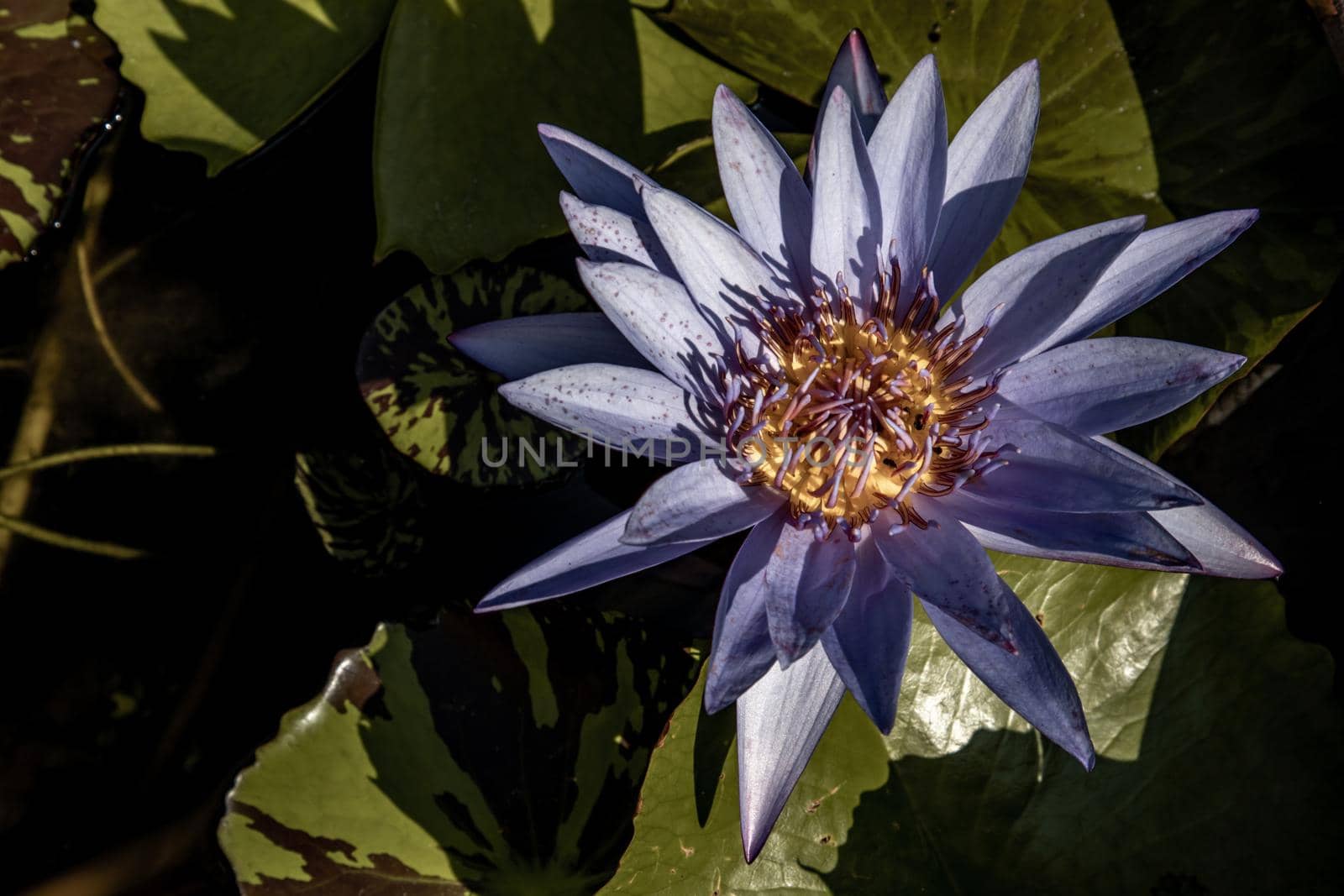 Blooming light purple fancy waterlily or lotus flower with a little bees and flys inside of lotus, copy space.