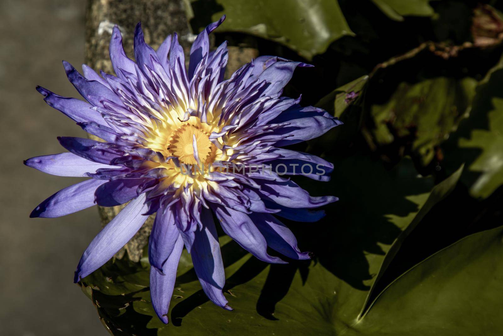 The lotus flower blooms at the pond with green leaves.on the back there is a light Purple lotus flower, copy space.