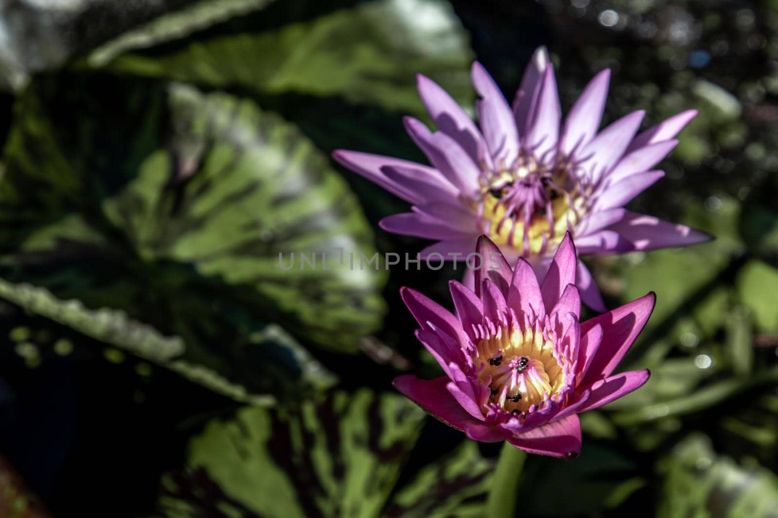 Blooming light purple fancy waterlily or lotus flower with a little bees and flys inside of lotus, copy space.