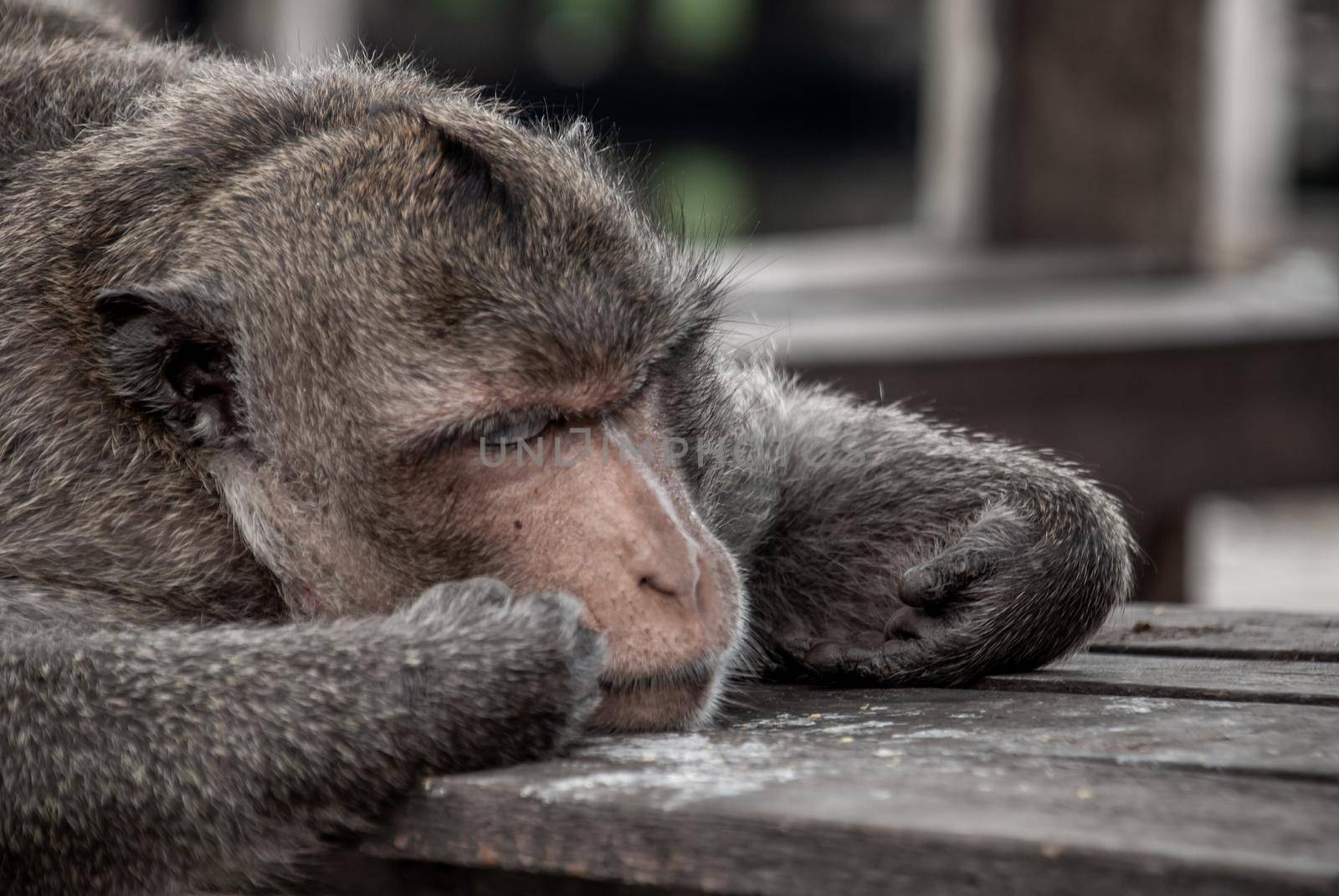 Close up of A monkey (Crab-eating macaque) sleep well on the waterfront pavilion, Bangkok.