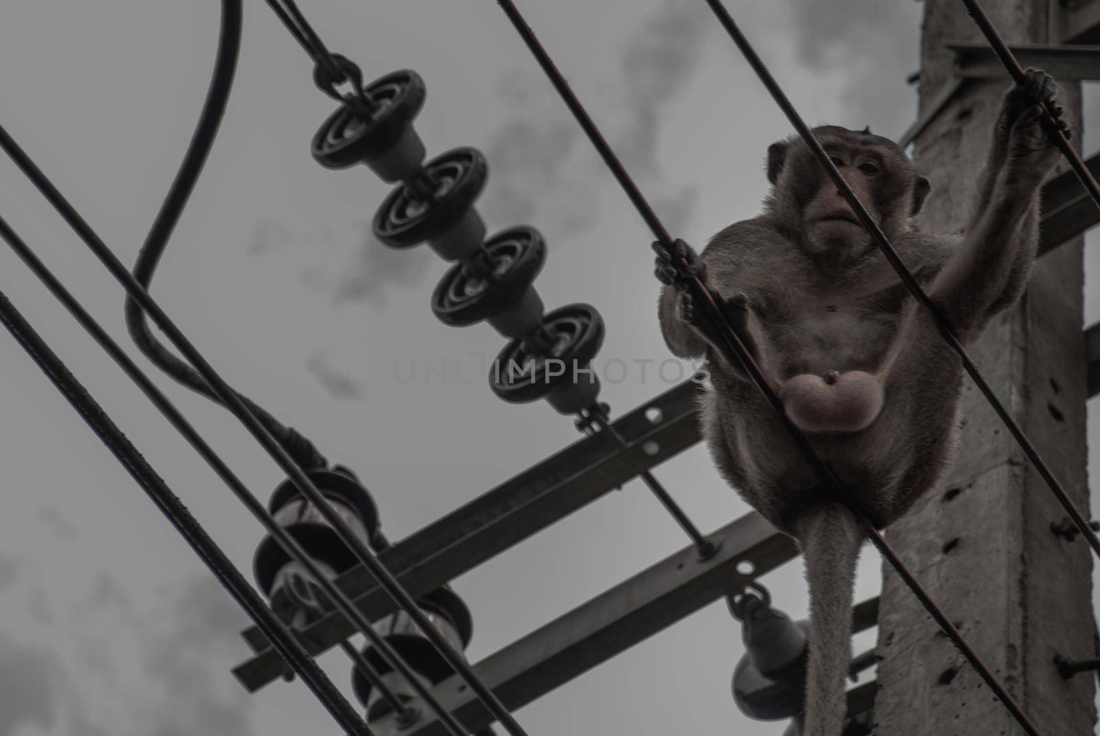 Crab-eating macaque, cynomolgus monkey or long-tailed macaque sits on the electrical cable of overhead lines with sky on background.