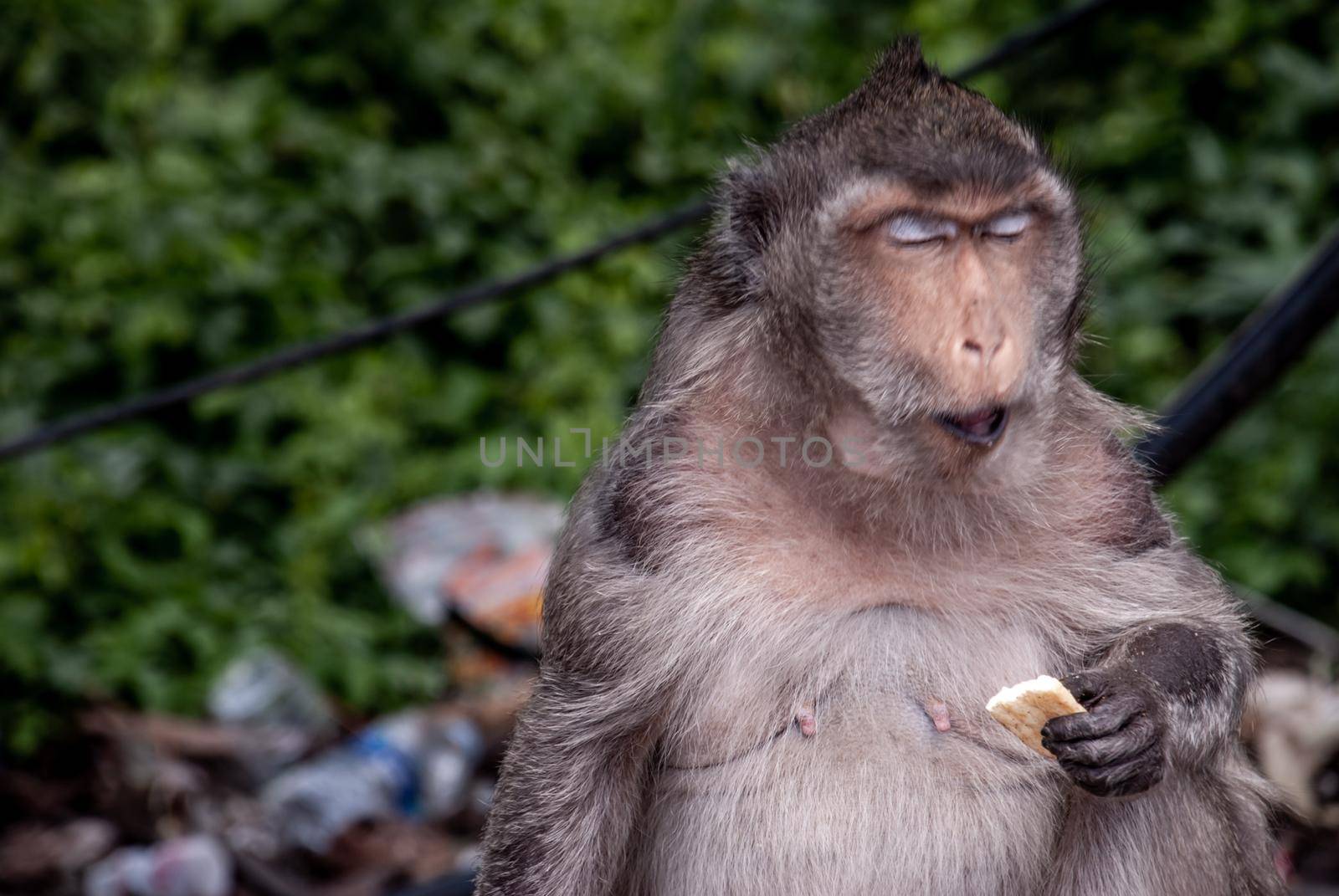 Close-up of Monkeys (Crab-eating macaque) eating food that people give in bangkok, Thailand