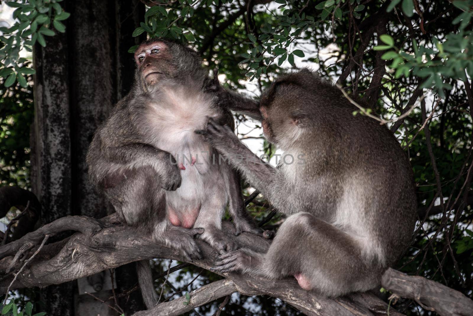 Crab-Eating Macaque (Long-Tailed Macaque) Cleaning Another Macaque monkey in Bangkok, Thailand, Selective focus.