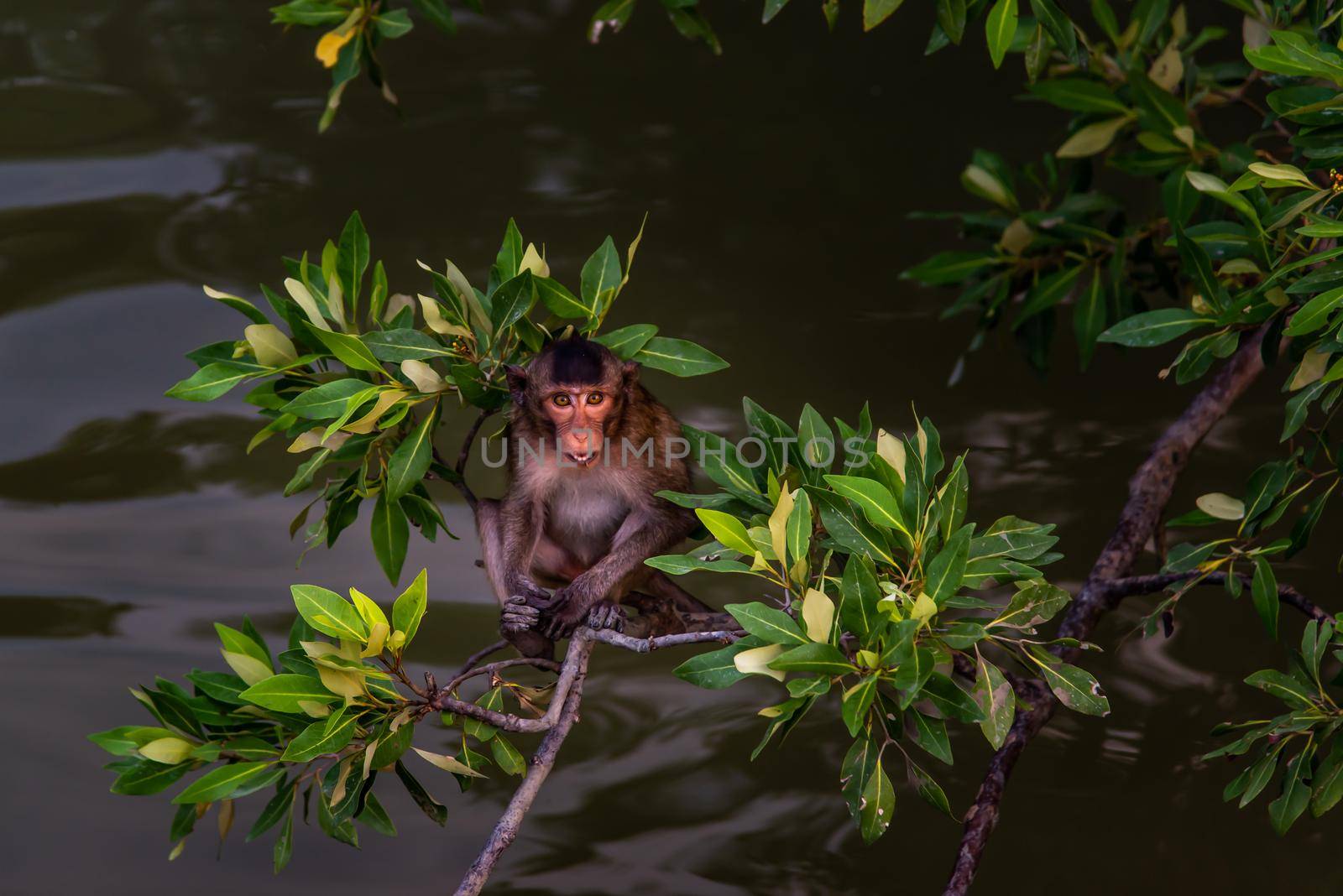 Small macaque, A little monkey (Crab-eating macaque) sitting alone on a branch looking at camera in the evening, Thailand, Selective focus.