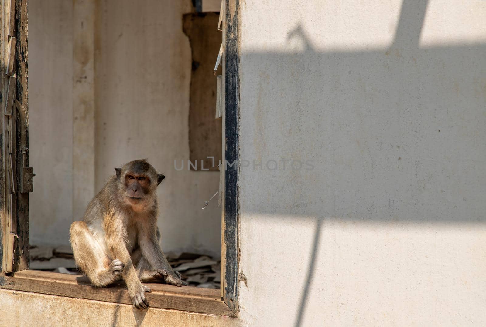A monkey dodge the heat in the window on abandoned building. Selective focus.