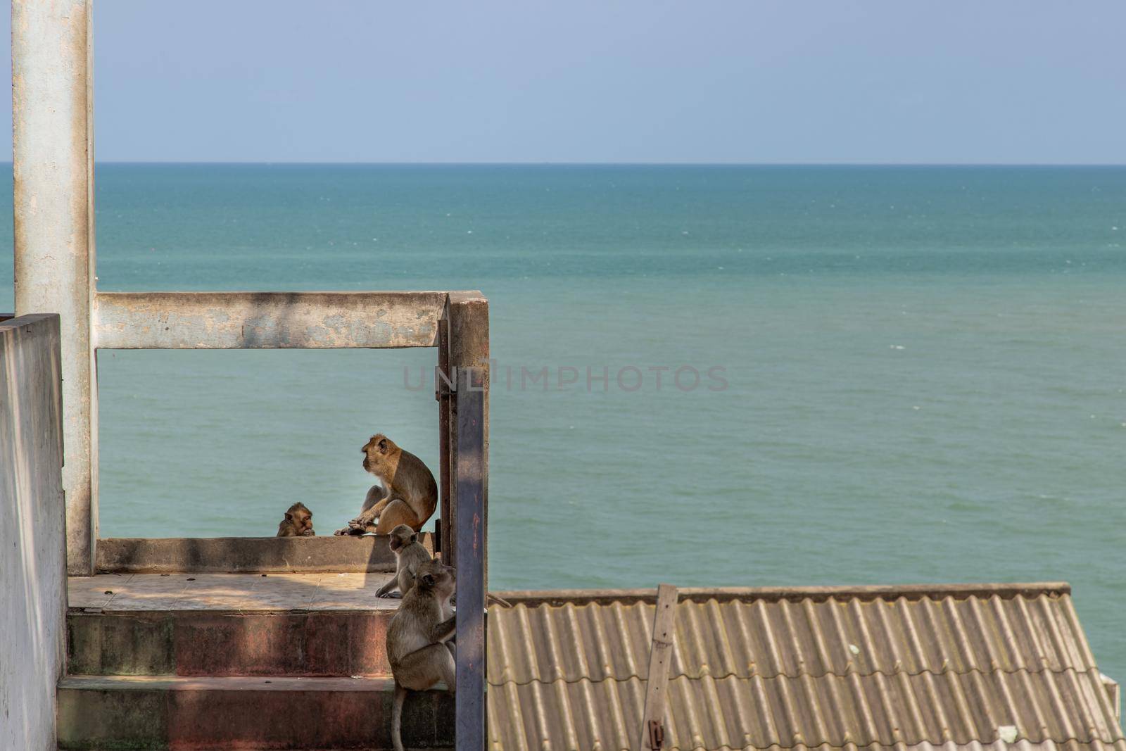 Monkeys dodge the heat on an railing in the abandoned building by the sea. Selective focus.
