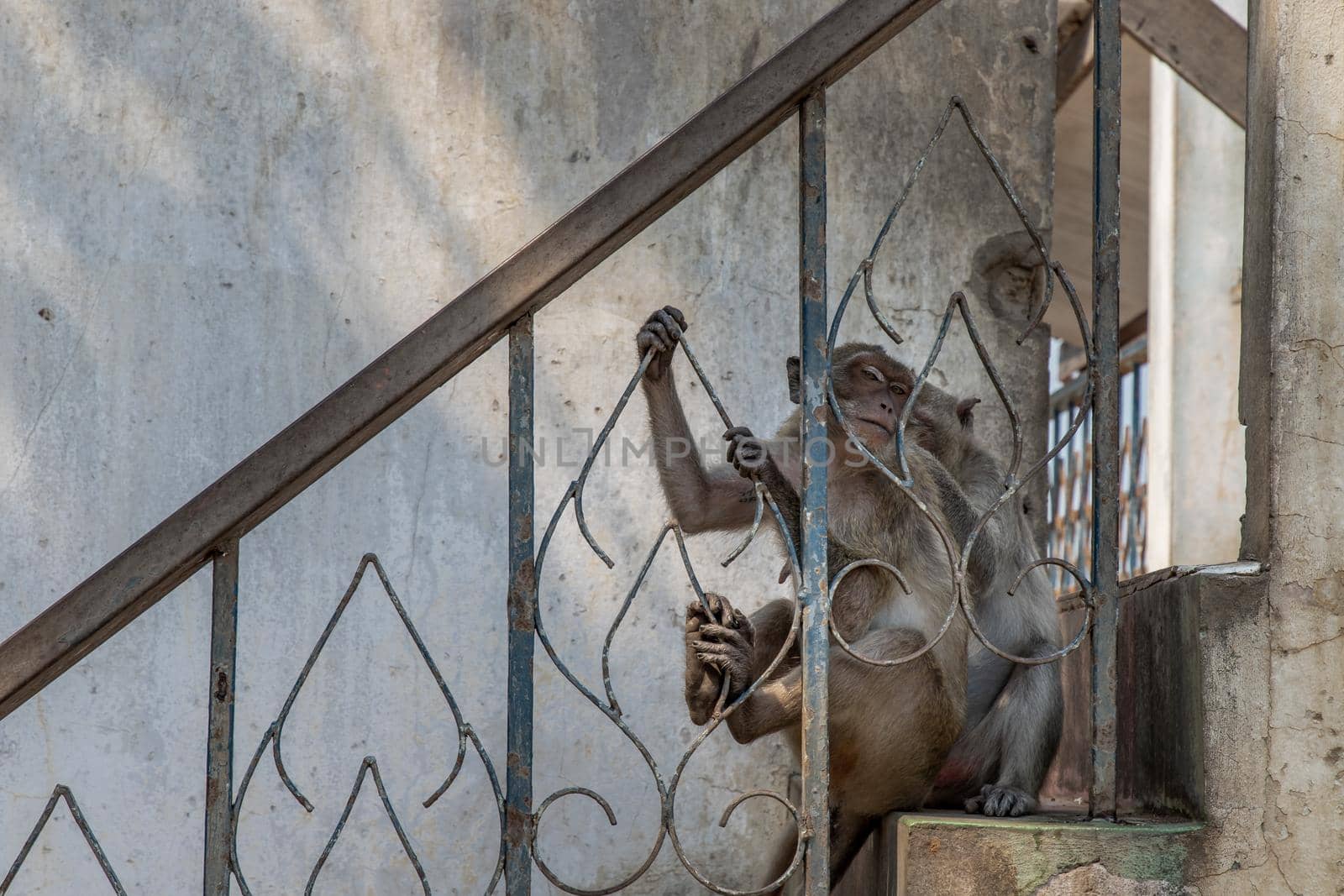 A monkey on an old iron railing. Selective focus.