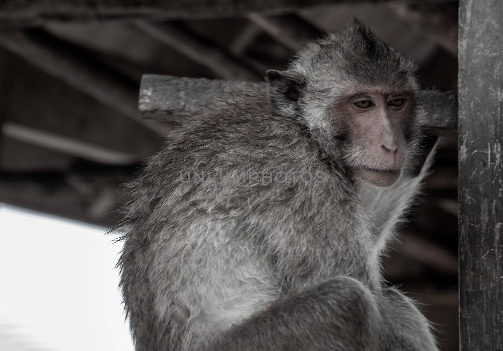 A monkey (Crab-eating macaque) to sitting leisurely the atmosphere on the waterfront pavilion, Bangkok.