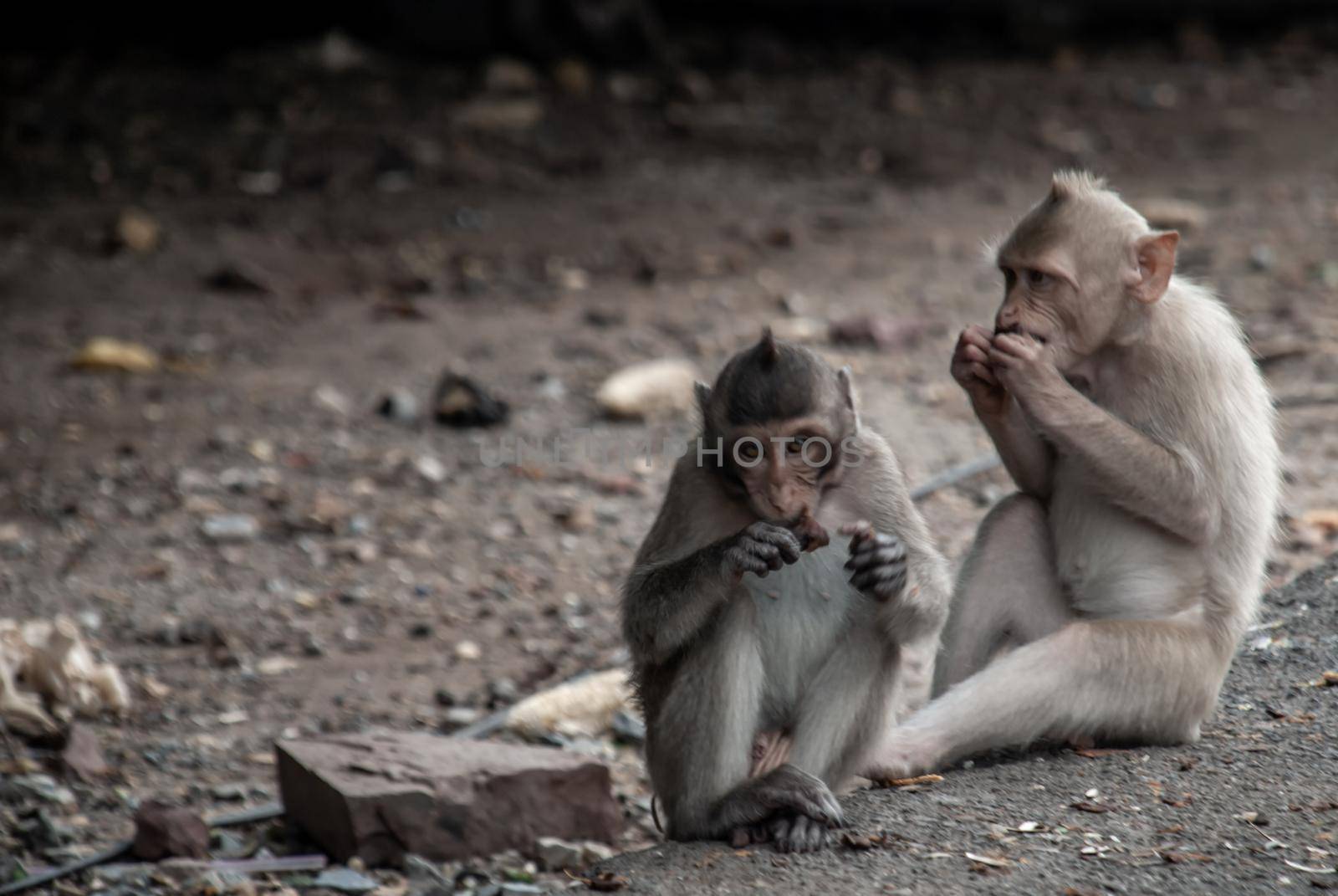 Two baby Monkeys (Crab-eating macaque) eating food that people give in bangkok, Thailand