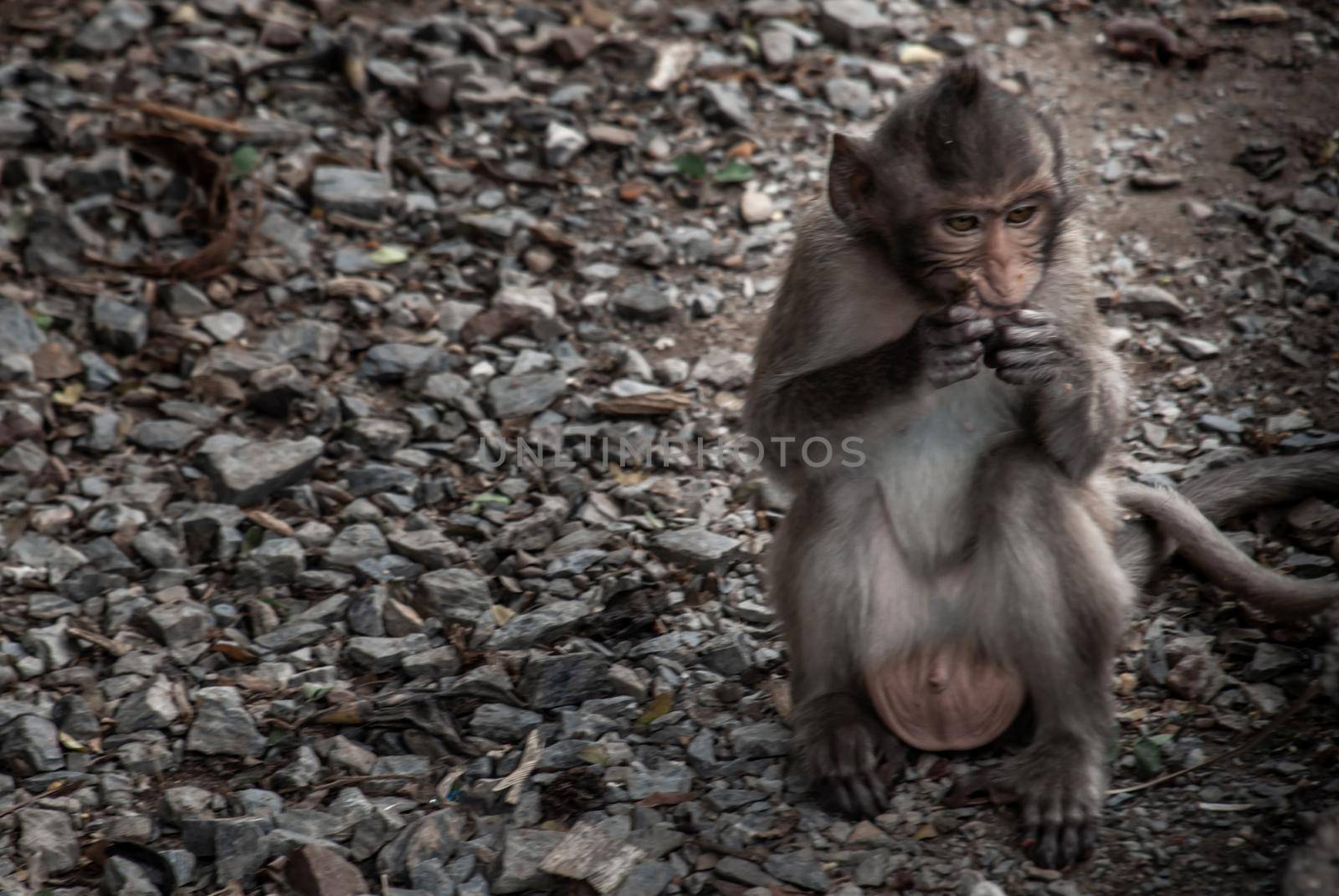 A baby monkeys (Crab-eating macaque) eating food that people give in bangkok. Thailand.