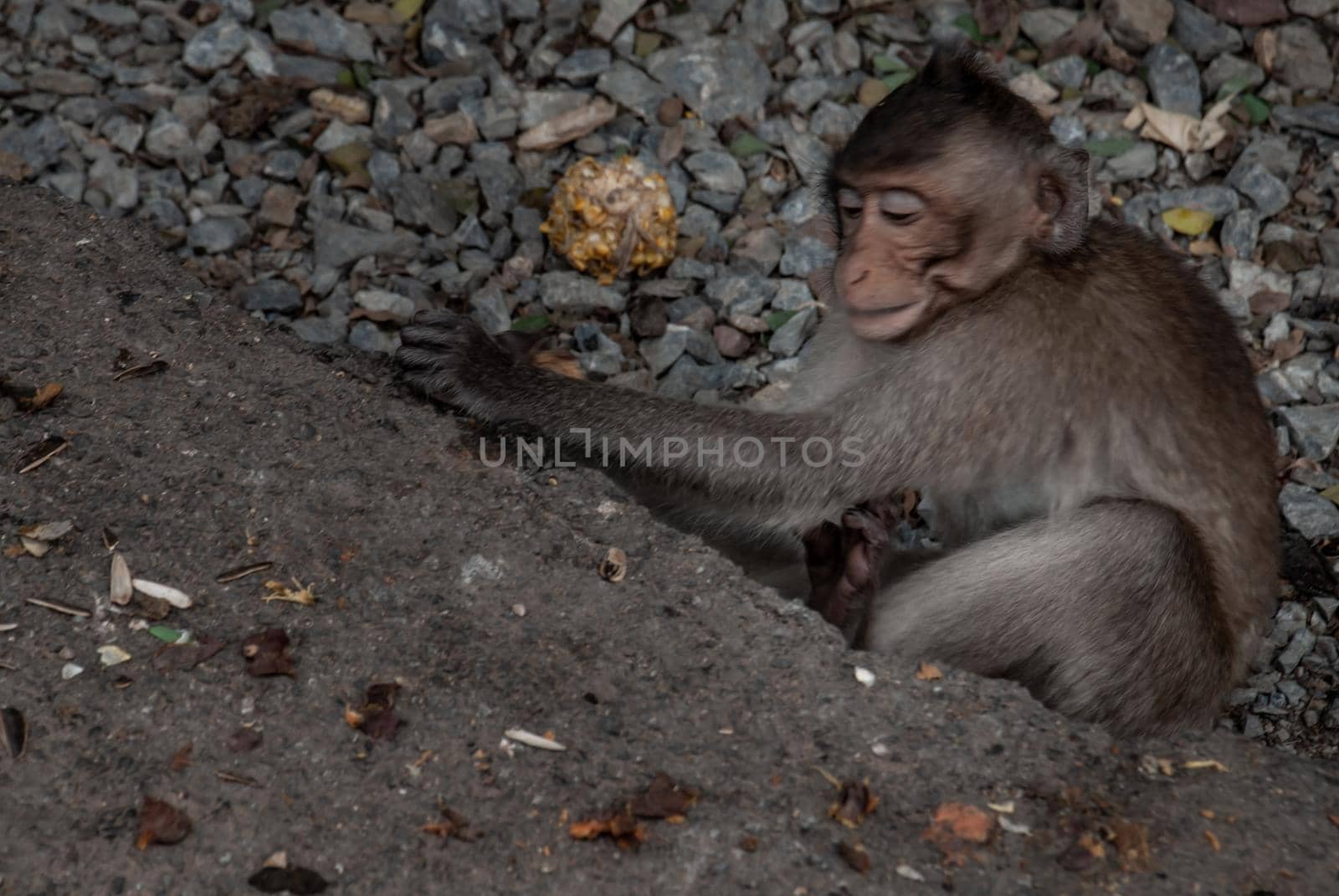 A monkey (Crab-eating macaque) to sit leisurely the atmosphere in the afternoon in bangkok, Thailand.