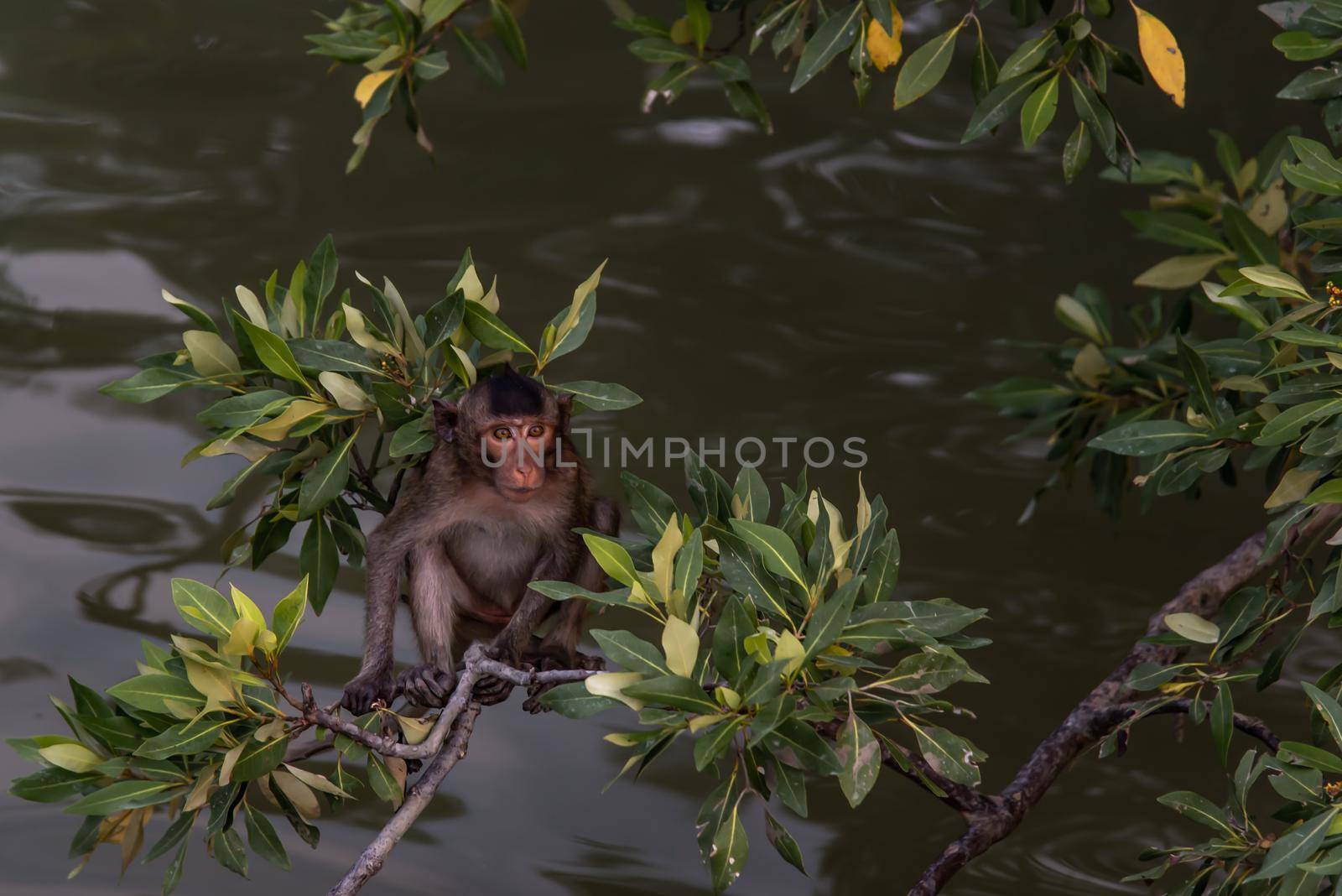Small macaque, A little monkey (Crab-eating macaque) sitting alone on a branch looking at camera in the evening, Thailand, Selective focus.