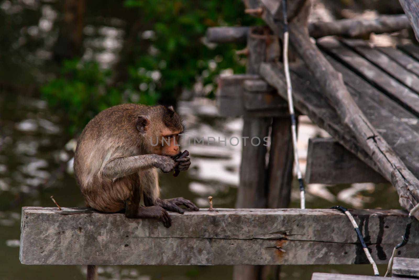 Small macaque, A little monkey (Crab-eating macaque) sitting alone  is eating on the tree branch in the evening, Thailand, Selective focus.