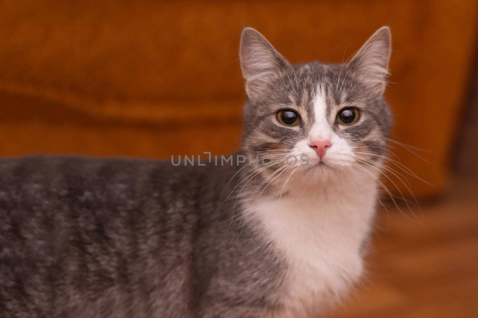 Portrait of a cat. The cat has turned its head and is looking at the camera. Selective focus.