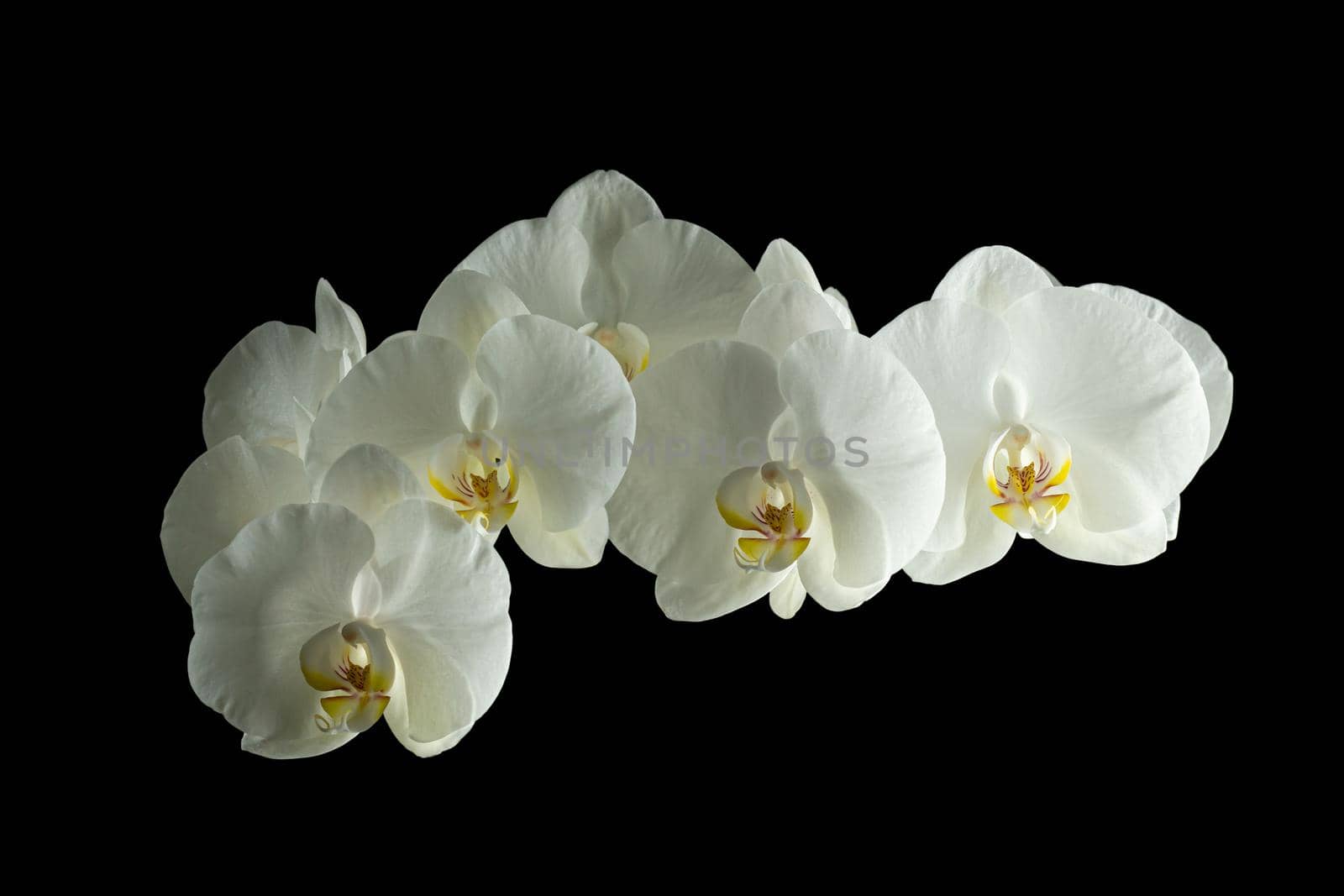 White orchid flowers isolated on black background. by Yurii73