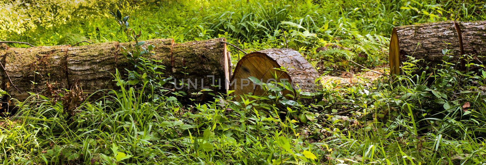 Freshly cut tree logs  in garden by berkay